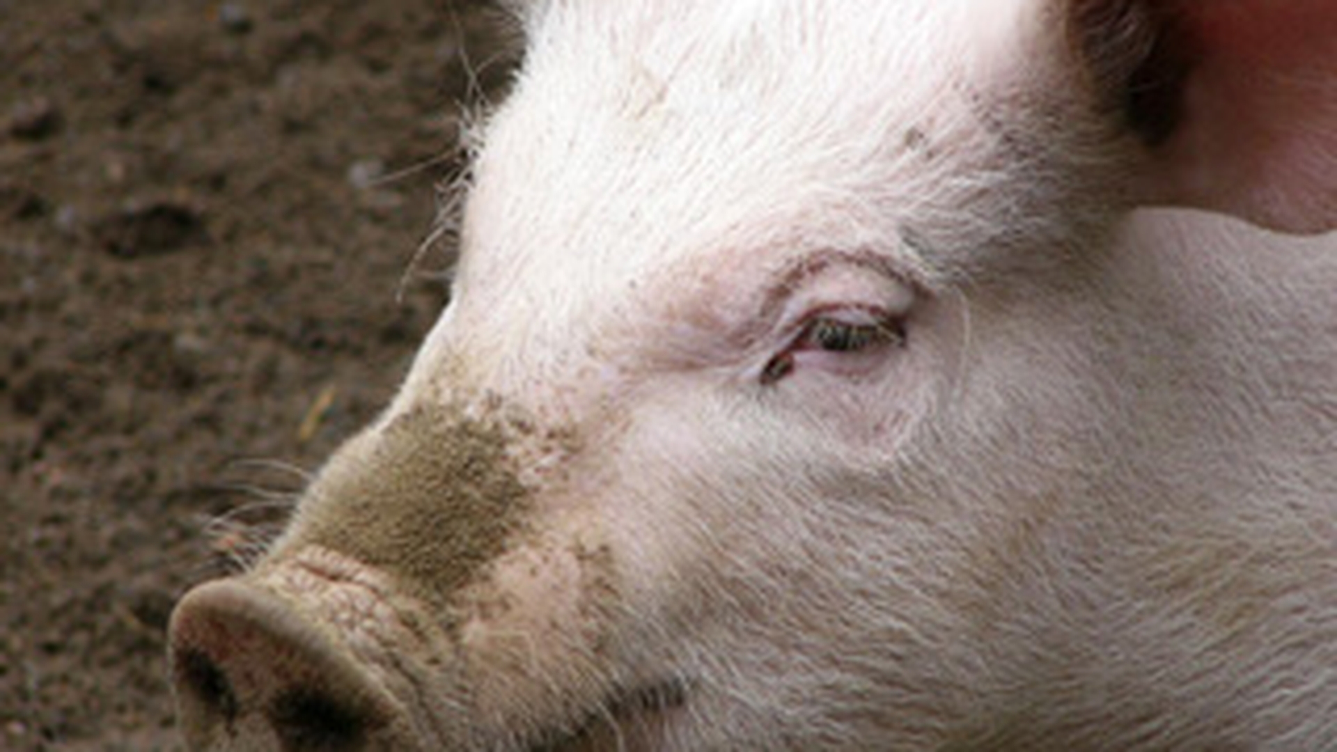 Razbunarea porcului! Animalul si-a omorat proprietarul chiar cand incerca sa-l sacrifice - Afla cum a fost posibil!