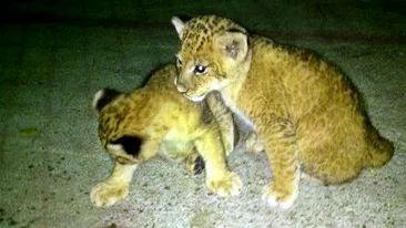 Imagini de colectie cu animalele lui Nutu Camataru. Vezi cum aratau leii si ursii cand erau pui