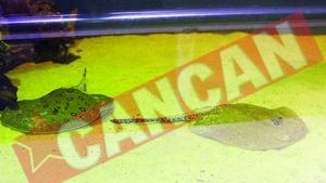 Acvarii cu pisici de apa dulce Si raci albastri, la Zoo Baneasa