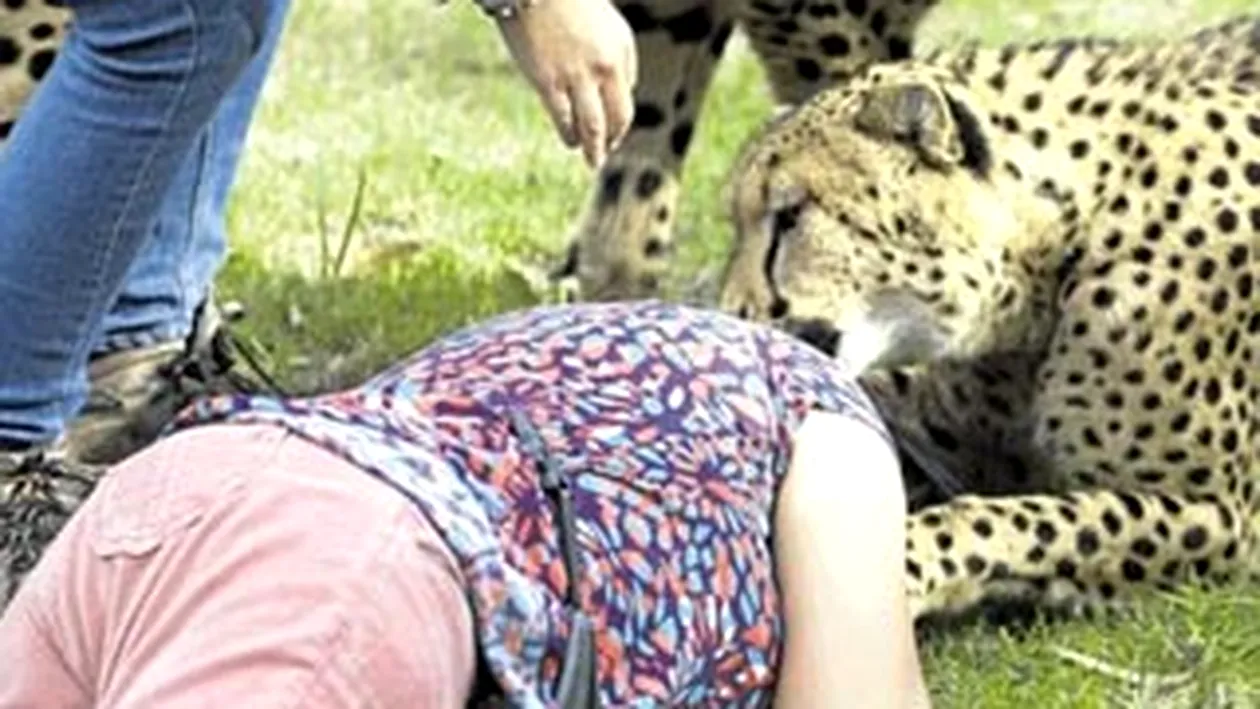 FOTO INFIORATOR! O femeie atacata de gheparzi s-a prefacut moarta pentru a scapa din ghearele felinelor - Vezi cum a reusit sa scape desi fiarele o aveau in gheare