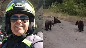 Puii ursoaicei care a ucis italianul s-au întors la ultimul loc unde a fost văzută în viață. Imaginile care spun tot