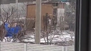 Video fabulos! Strategia de atac a ruşilor a fost deconspirată: cum fură găinile ucrainenilor. Râzi cu lacrimi