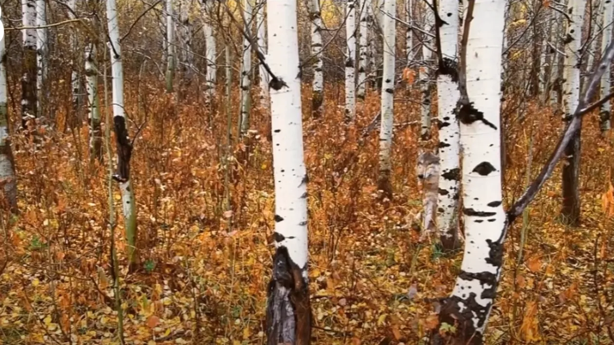 Iluzie optică virală | Unde se ascunde lupul în această imagine? Geniile îl descoperă în 5 secunde