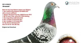 Galerie foto - poza 1