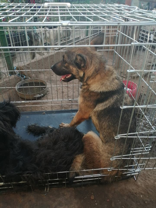 O parte din câinii criminalului din Caracal au fost ridicați, cu tot cu lanțuri, de o asociație pentru protecția animalelor