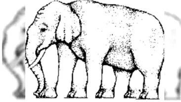 Iluzia optică a zilei | Câte picioare are elefantul din imagine? Misterul care a intrigat internetul