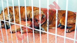 Cainii asasini, dati spre adoptie