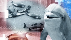 Zeci de delfini din Marea Neagră au murit! Care este, de fapt, adevăratul motiv!