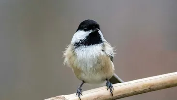 România, țara unde autostrăzile se opresc la broaște, urși și mercur