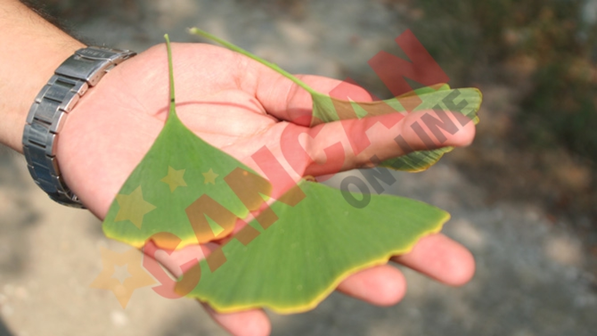 La Bocsa exista un batran copac de Ginko Biloba