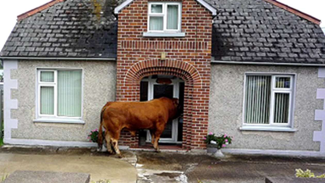 S-a uitat... ca boul la poarta noua