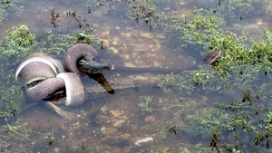 Moment INCREDIBIL! Un piton urias a INGHITIT un crocodil dupa ce s-a chinuit 5 ore sa-l omoare!