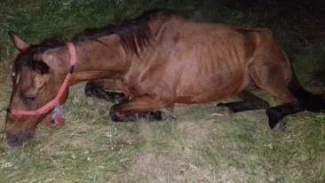 VIDEO ȘOCANT. Și-a bătut calul și l-a lăsat pe un câmp din Dâmbovița, să moară de foame. Mai mulți iubitori de animale încearcă să îl salveze