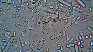 Bacteria care face tot mai multe victime în apele din America! Cinci oameni au murit deja