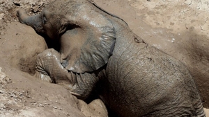 VIDEO Extrem de emotionant! Urmareste imaginile incredibile cand un pui de elefant este salvat pentru ca s-a impotmolit in namol! Ti se va face pielea de gaina!