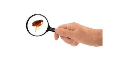 Ce înseamnă când visezi purici