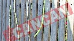 Rosii-gigant in Mehedinti si pastai de un metru in Dolj