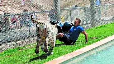 La un pas sa fie sfasiat de tigru