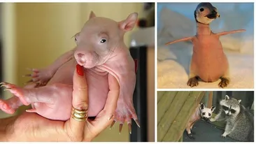 Nu o sa iti vina sa crezi cum arata un urs fara blana! Atentie imagini socante!