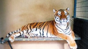 China a interzis spectacolele cu animale din cauza scenelor de cruzime