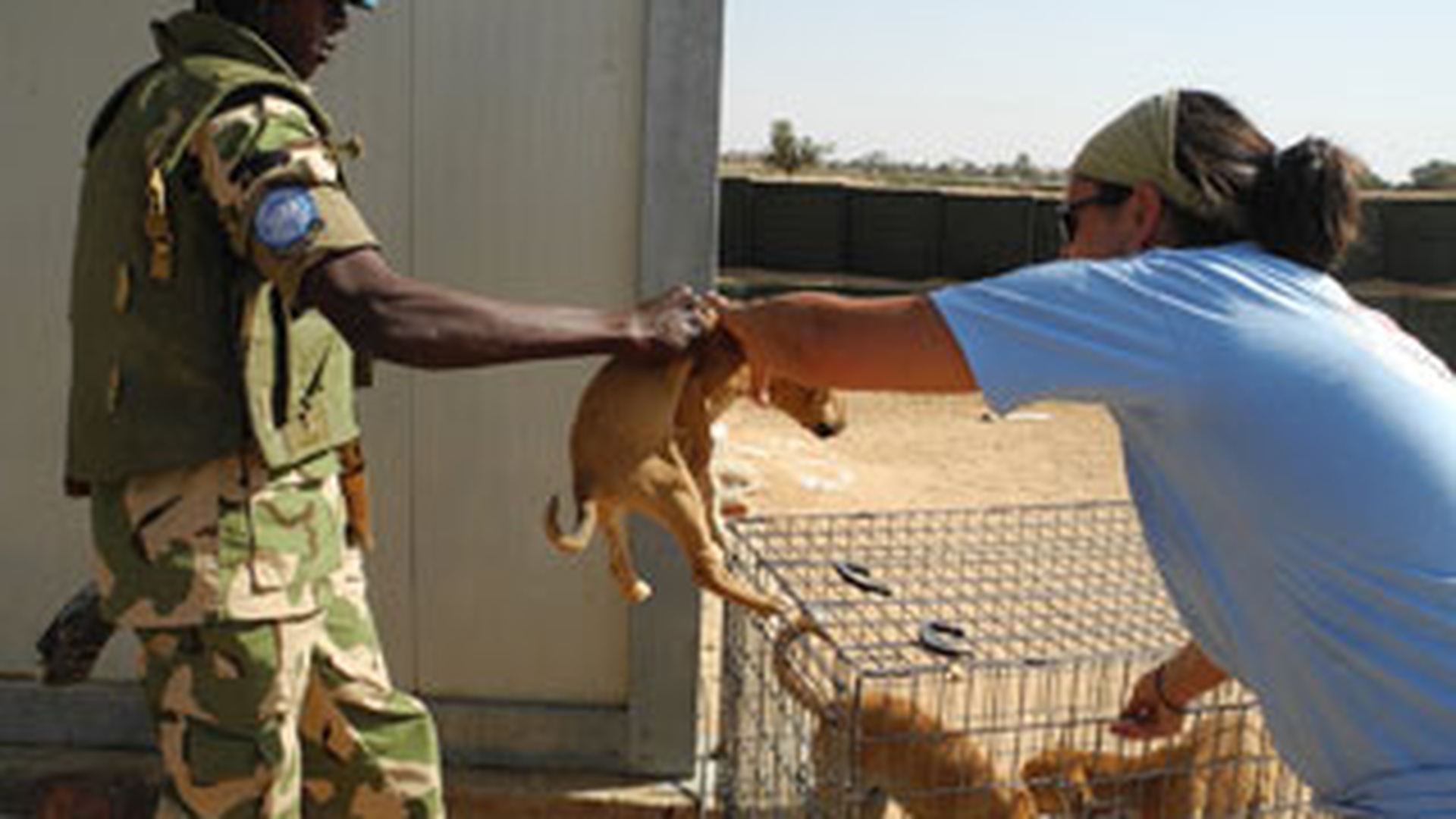 Veterinarii romani au tratat cainii fara stapan din Sudan. "Tanc in fata, tanc in spate! Asa mergeam sa-i prindem!"