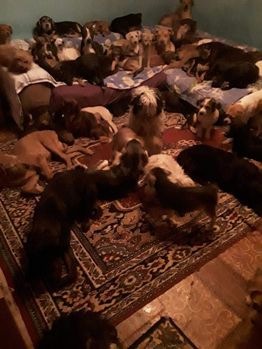 Daniela nu se poate despărți de câini nici în casă