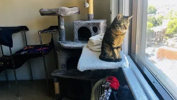 Cum a reacționat o femeie cu 40 de pisici în apartament, după ce vecinii s-au plâns de miros: „Sunteți niște mincinoși”