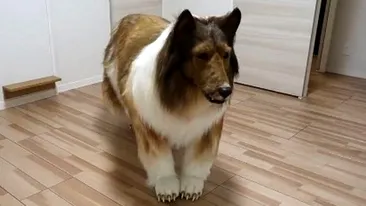 Un bărbat a plătit 15.000 de euro pentru a deveni câine. Așa arată acum!