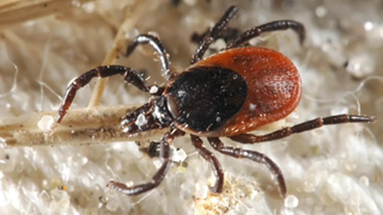 ATENTIE, INVAZIE DE CAPUSE! Zece persoane au ajuns la Urgente dupa ce au fost intepate!