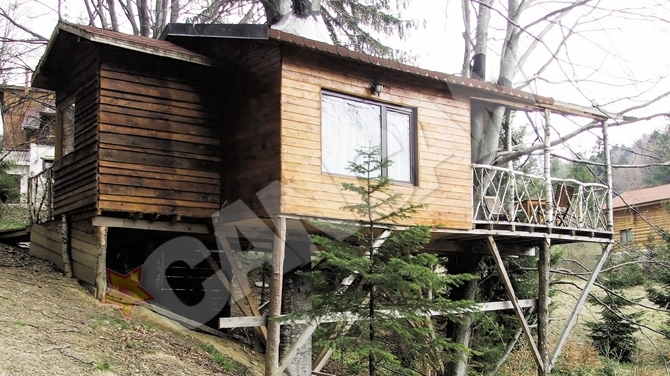 Romanii gusta din plin ultima fita in domeniul turistic - cazarea in copaci