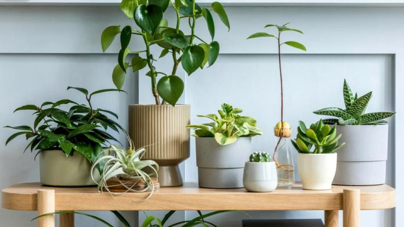 Ce se întâmplă dacă ții o plantă lângă chiuvetă. Ce vei atrage în viața ta