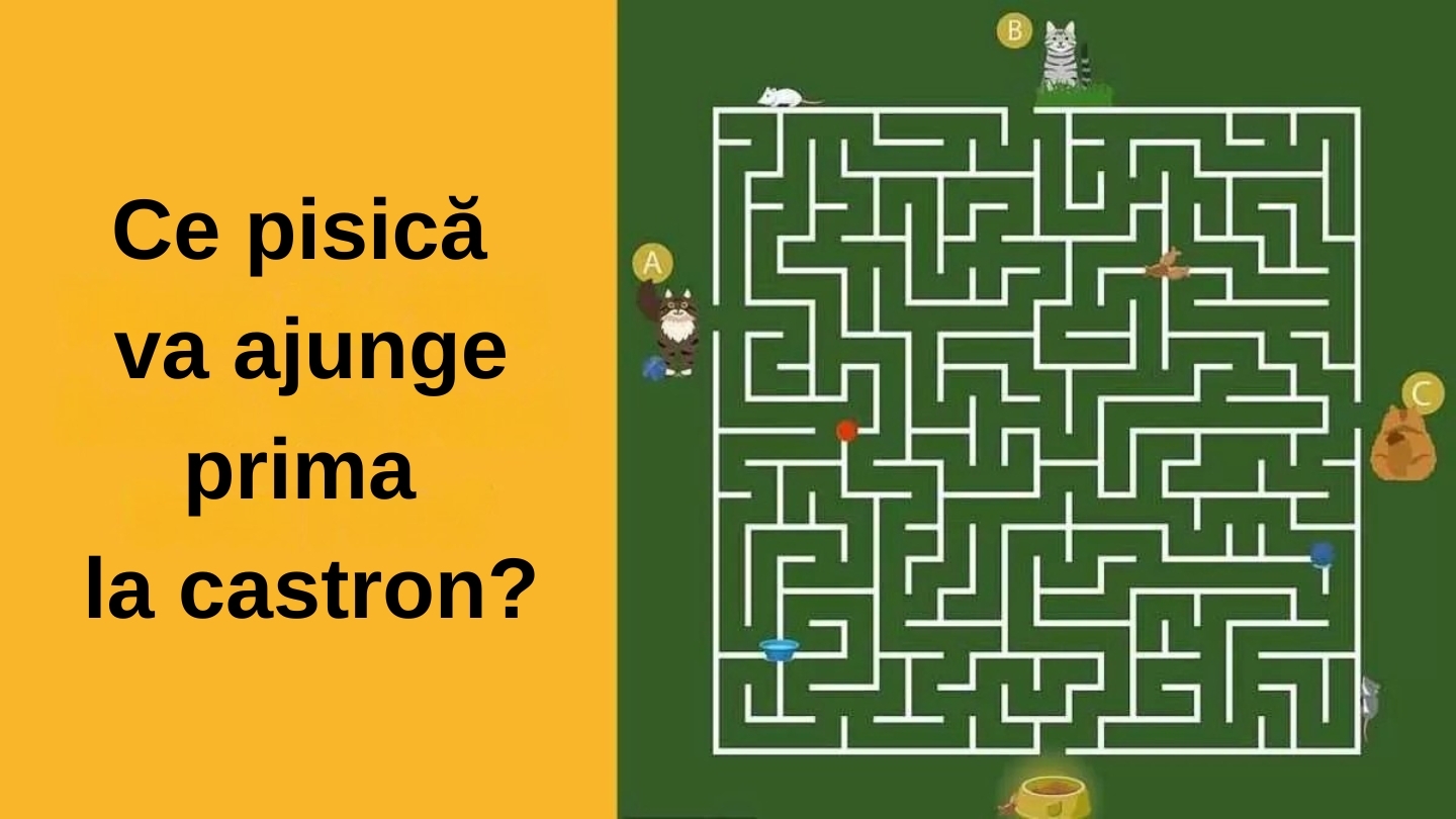 Test IQ | Ce pisică va ajunge prima la castron? Doar 1% dintre oameni află în 11 secunde