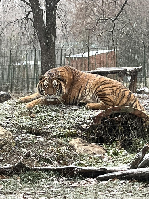 Unul dintre cei șase tigri de la Grădina Zoologică Pitești  l-a atacat pe îngrijitor foto: Facebook Grădina Zoologică Pitești