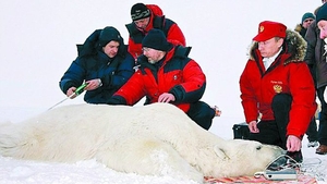 Putin s-a jucat cu un urs polar!