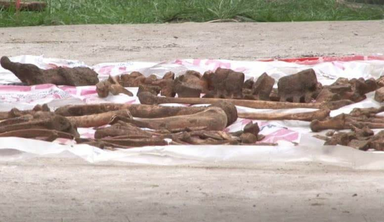 Oasele descoperite de muncitori la Șotânga, Dâmbovița