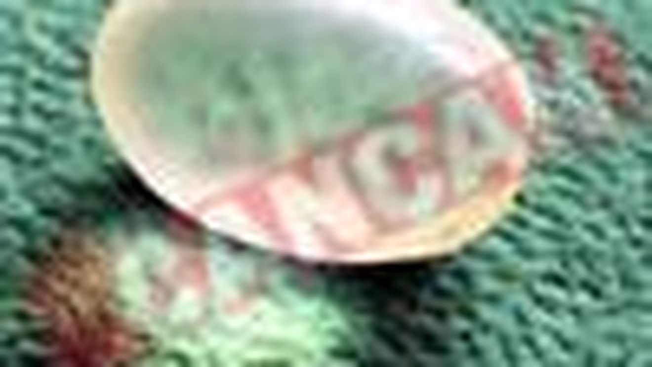 Cat costa un implant de testicule cu silicon