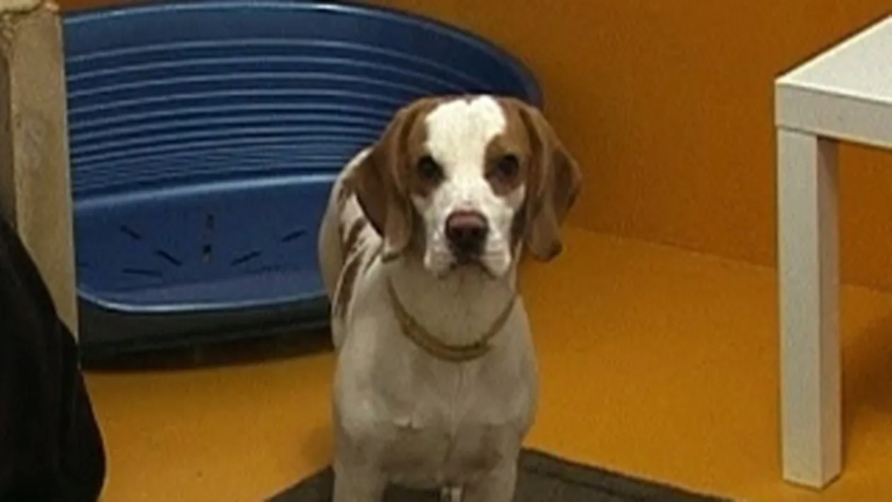 VIDEO S-a deschis primul hotel de lux pentru animale din Capitala