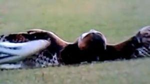 VIDEO Un fotbalist a incins spiritele in tribune dupa ce a lovit cu piciorul o bufnita!