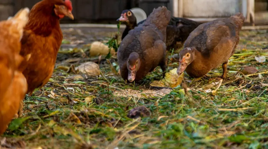 Câte animale poate avea un român care locuiește la curte