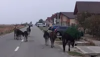 Invazie de măgari pe Strada Aviatorilor din Târgu Jiu. Proprietarul animalelor a fost sancționat