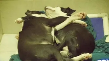 Poza care a IMPRESIONAT o tara intreaga! Ce fac acesti catelusi este CUTREMURATOR!