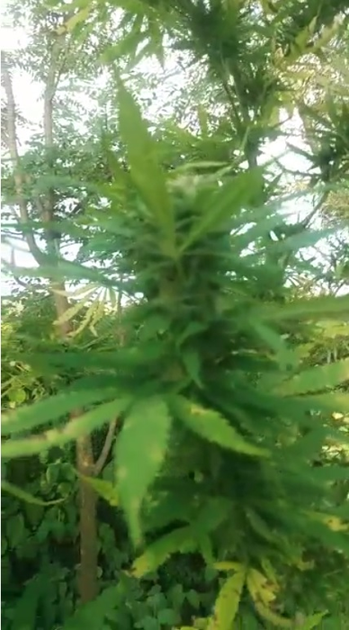 Cultura de cannabis de pe malul râului