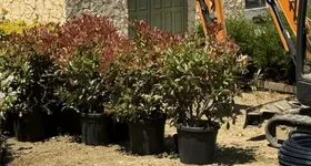 Galerie foto - poza 3