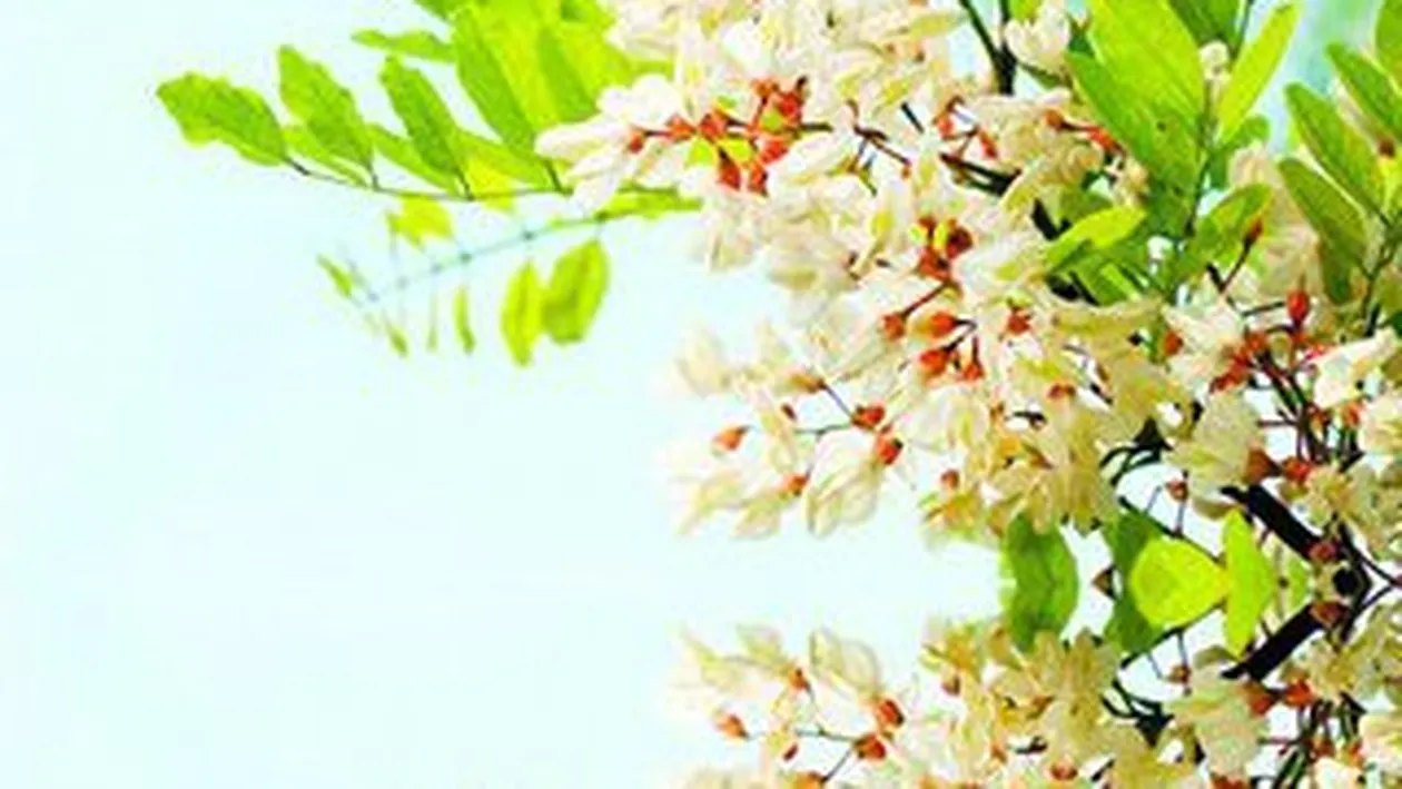 Legendele florilor si semnificatia lor