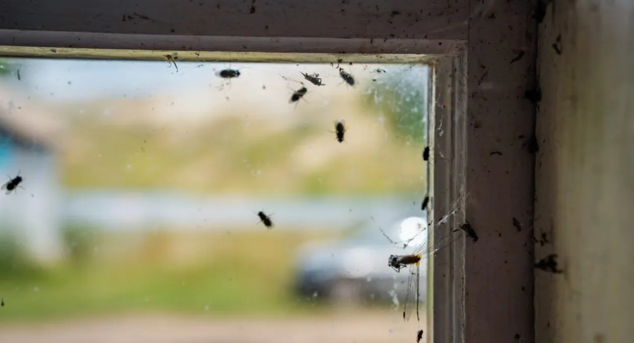 Insecta care a invadat Bucureștiul din cauza căldurii. Avertismentul autorităților