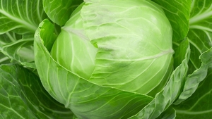 Dieta cu varză. Cum poţi topi 10 kilograme în 10 zile şi care sunt riscurile
