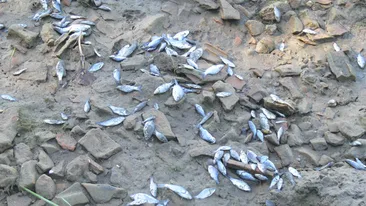 Mii de pesti morti pe Dunare in zona judetului Mehedinti