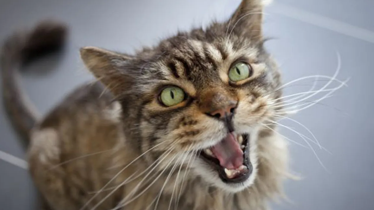 Şi pisicile au accent! Cum au ajuns oamenii de ştiinţă la această concluzie? 