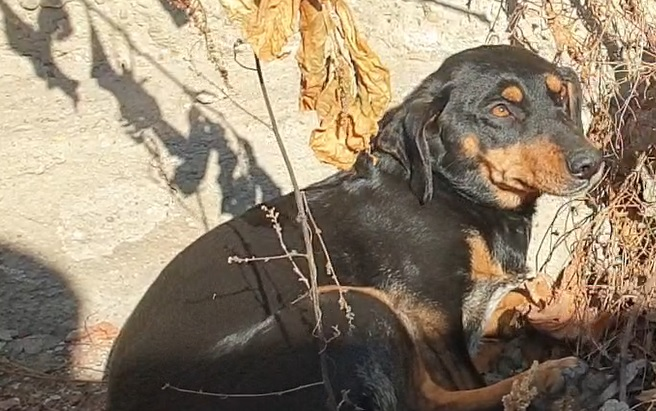 Chira i-a salvat pe bunici și nepot de la o moarte sigură