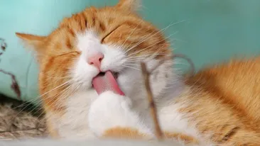 Câte calorii poate mânca pisica ta în fiecare zi